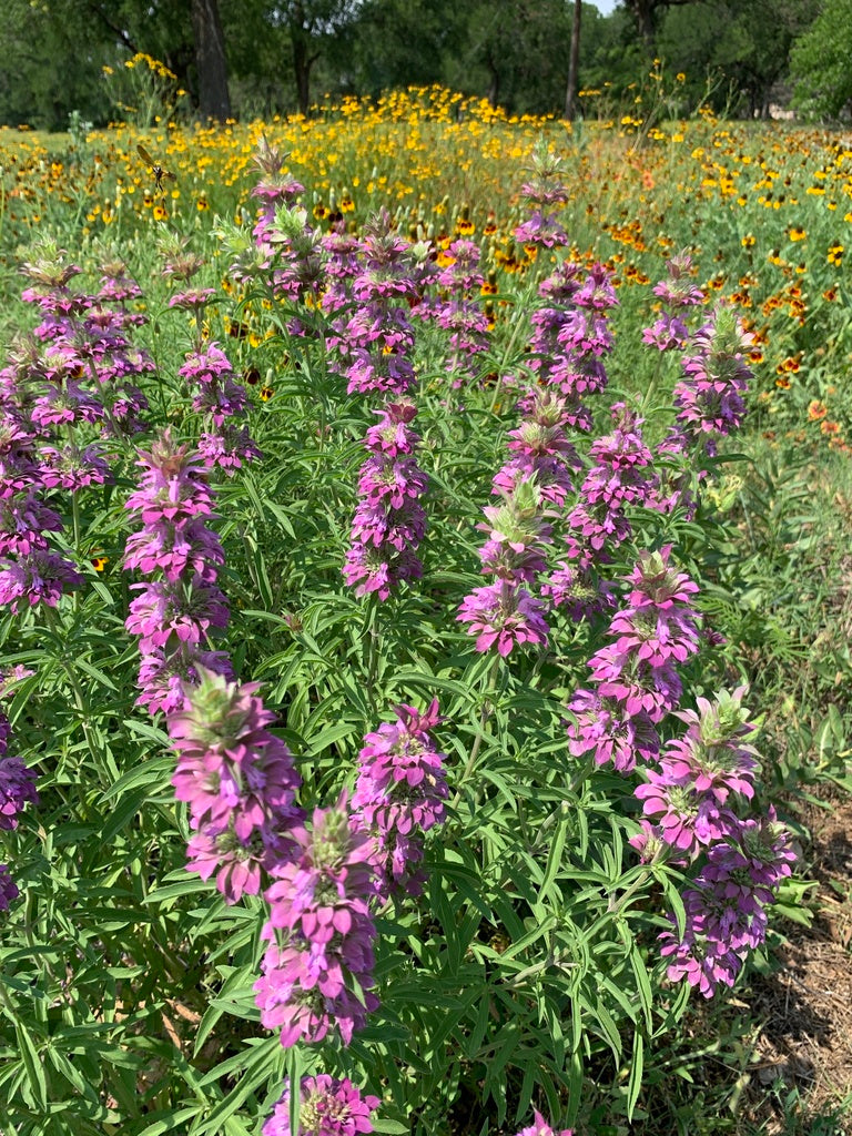 Lemon Beebalm (Monarda citriodora)