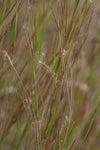 Little Bluestem (Schizachyrium scoparium)