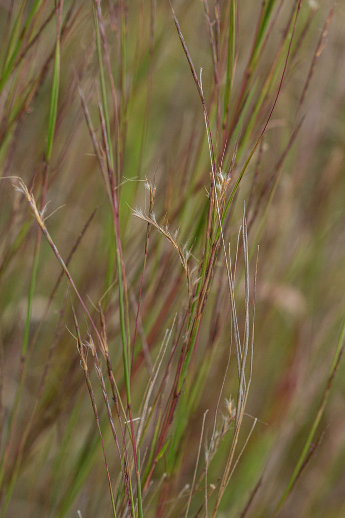 Little Bluestem (Schizachyrium scoparium)