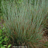 Little Bluestem 'Standing Ovation' (Schizachyrium scoparium 'Standing Ovation')