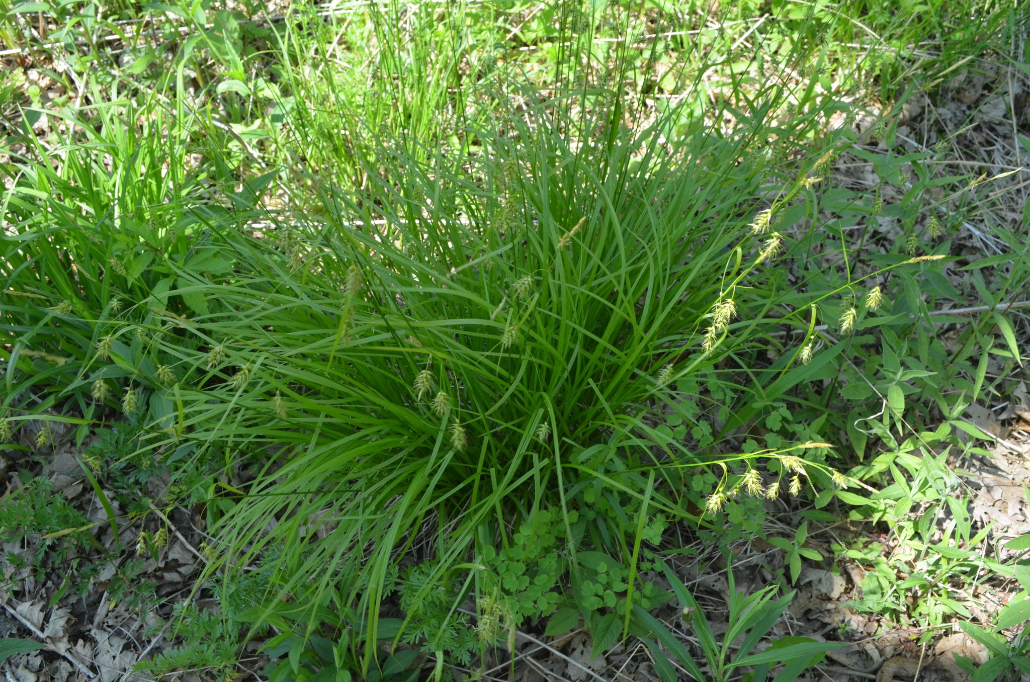 Long-Beaked Sedge (Carex sprengelii)