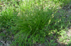 Long-Beaked Sedge (Carex sprengelii)