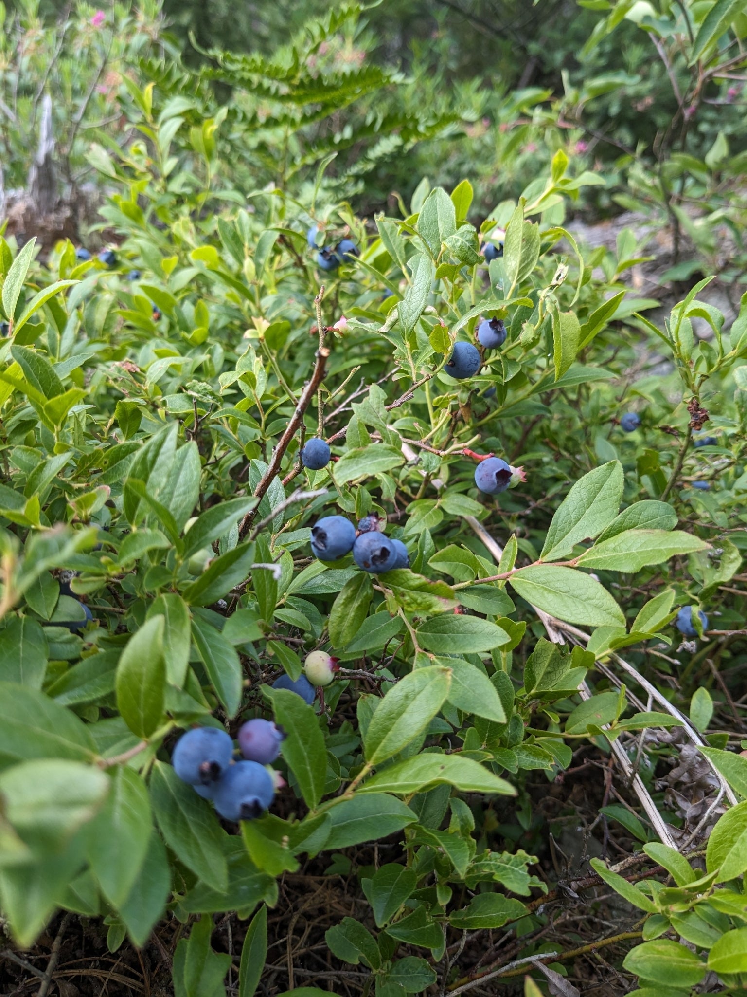 Lowbush Blueberry (Vaccinium angustifolium)