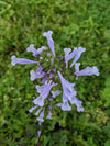 Lyreleaf Sage (Salvia lyrata)