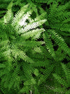 Maidenhair Fern (Adiantum pedatum)