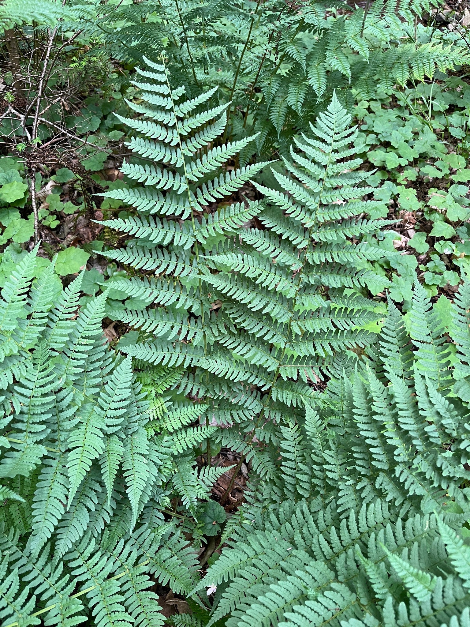 Marginal Wood Fern (Dryopteris marginalis)