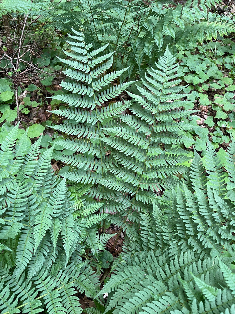 Marginal Wood Fern (Dryopteris marginalis)