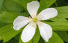 Meadow Anemone (Anemone canadensis)