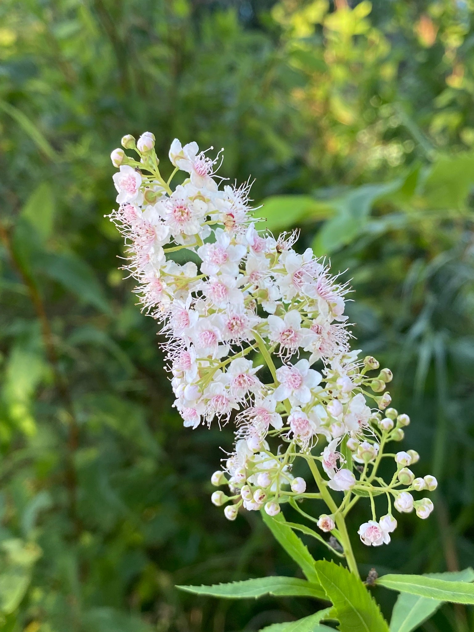 Meadowsweet (Spiraea alba)