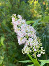 Meadowsweet (Spiraea alba)