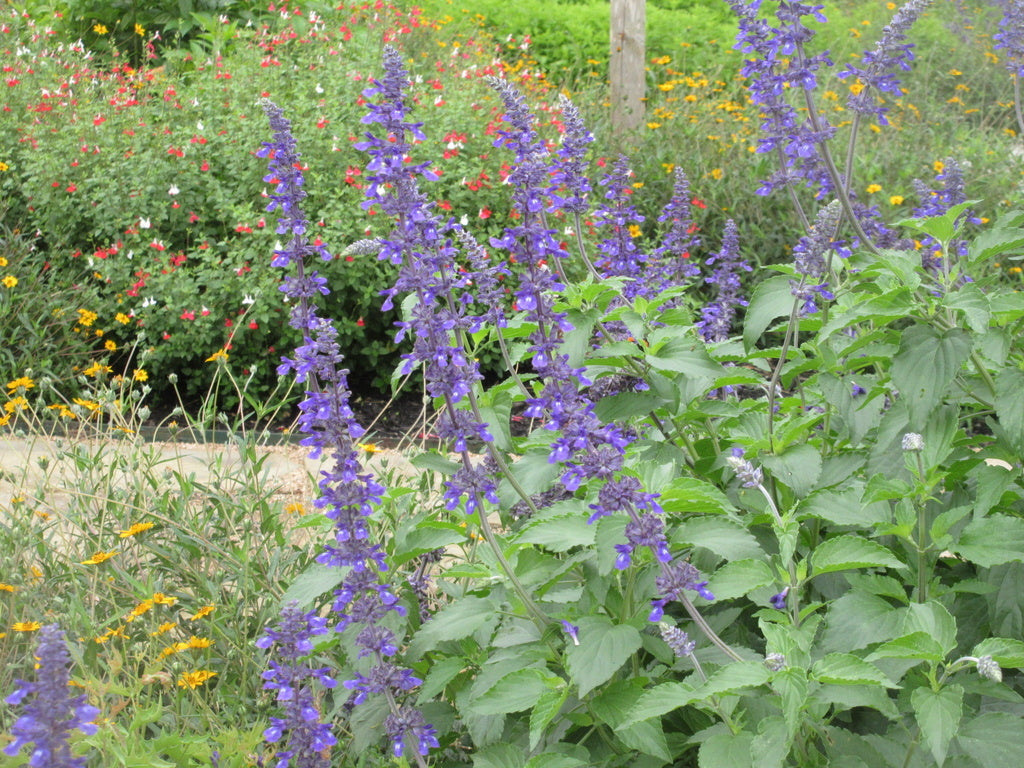 Mealy Blue Sage Salvia farinacea