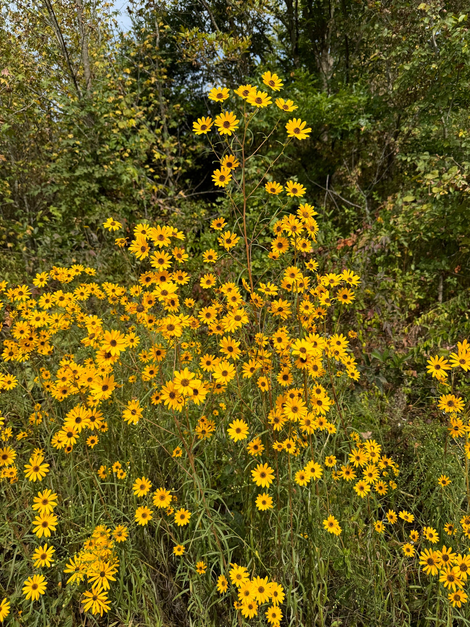 Narrowleaf Sunflower (Helianthus angustifolius)