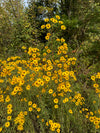Narrowleaf Sunflower (Helianthus angustifolius)