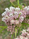 Narrowleaf Milkweed (Asclepias fascicularis)