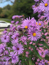 New England Aster (Symphyotrichum novae-angliae)