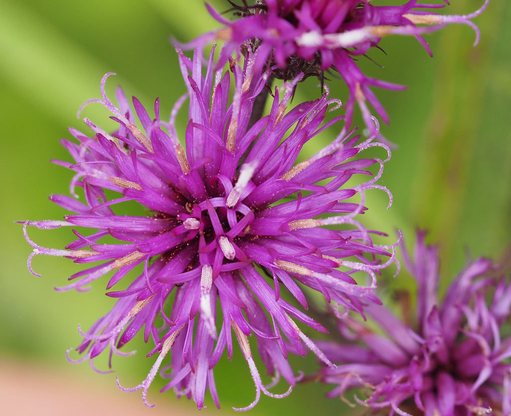 New York Ironweed (Vernonia noveboracensis)