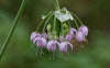 Nodding Onion (Allium cernuum)