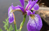 Northern Blue Flag Iris (Iris versicolor)
