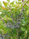 Northern Bayberry (Morella pensylvanica)