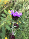 Northern Blazing Star (Liatris scariosa)