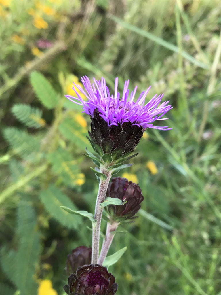 Northern Blazing Star (Liatris scariosa)