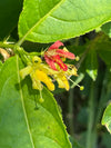 Northern Bush Honeysuckle (Diervilla lonicera)