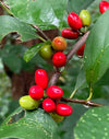 Northern Spicebush (Lindera benzoin)