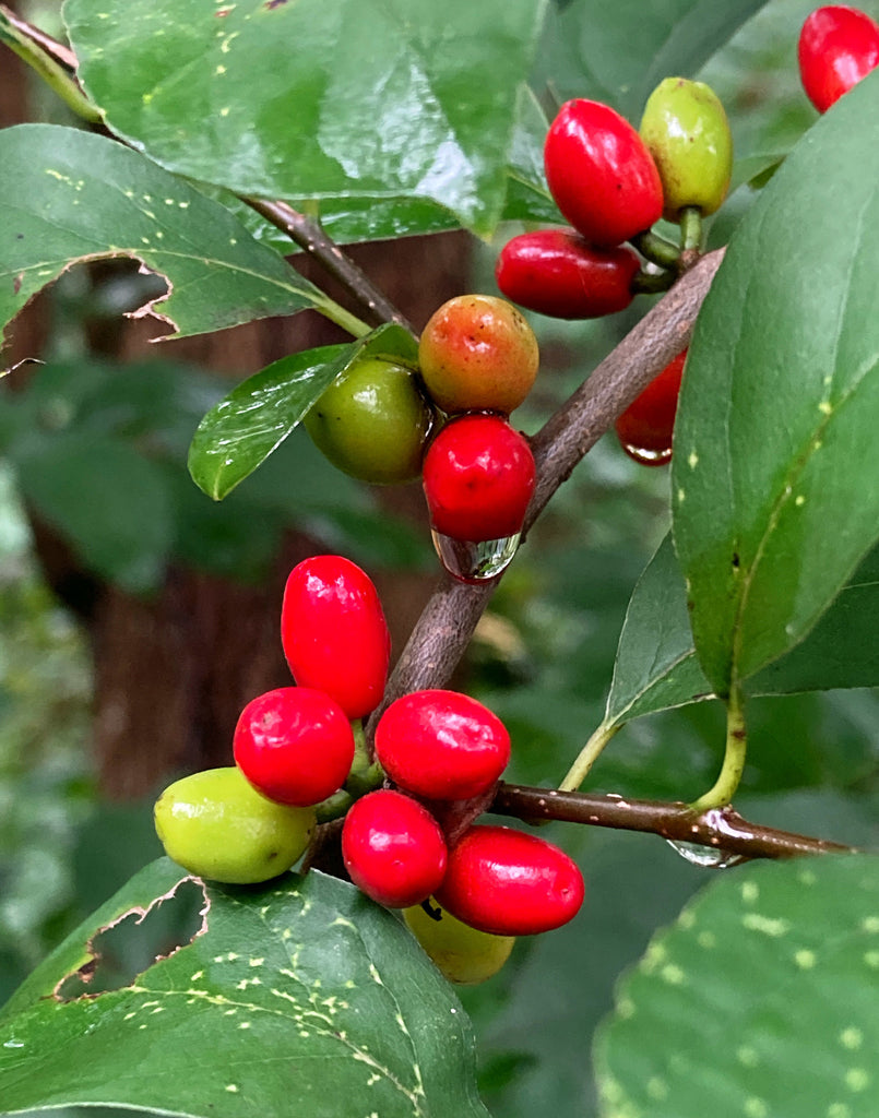 Northern Spicebush (Lindera benzoin)