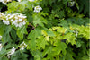 Oakleaf Hydrangea (Hydrangea quercifolia)