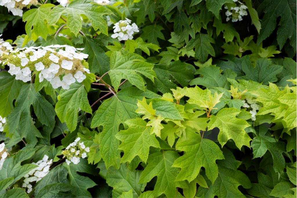 Oakleaf Hydrangea (Hydrangea quercifolia)