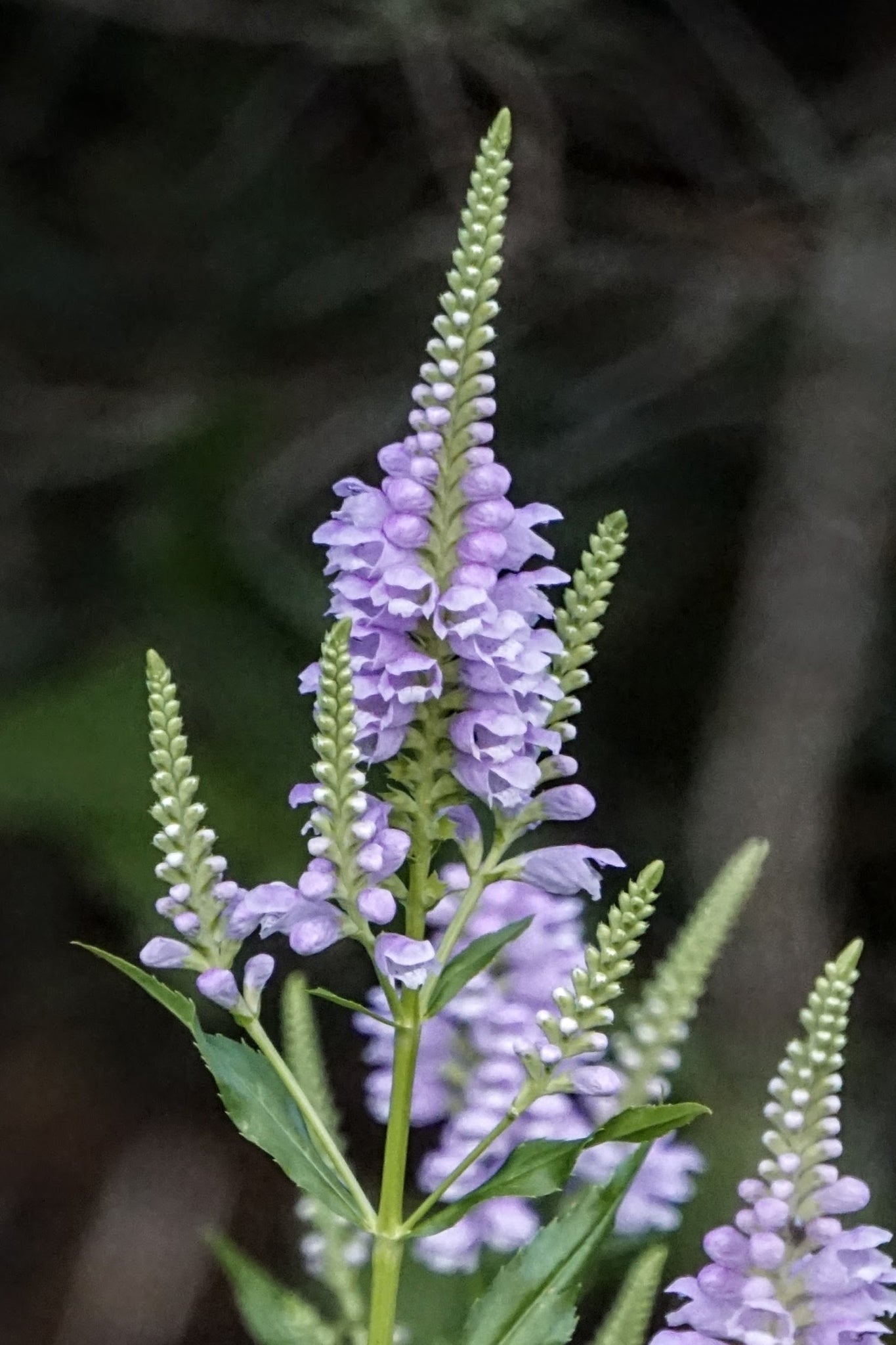 Obedient Plant (Physostegia virginiana)