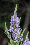 Obedient Plant (Physostegia virginiana)