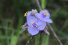 Ohio Spiderwort (Tradescantia ohiensis)
