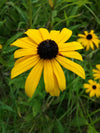 Showy Black-Eyed Susan (Rudbeckia fulgida)