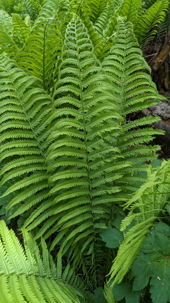 Ostrich Fern (Matteuccia struthiopteris)