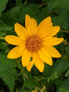 Oxeye Sunflower (Heliopsis helianthoides)