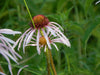 Pale Purple Coneflower (Echinacea pallida)