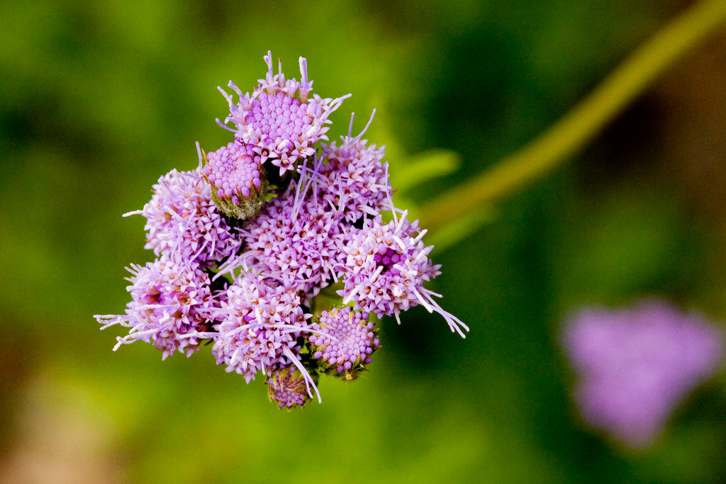 Palmleaf Mistflower (Conoclinium greggii)