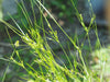 Path Rush (Juncus tenuis)