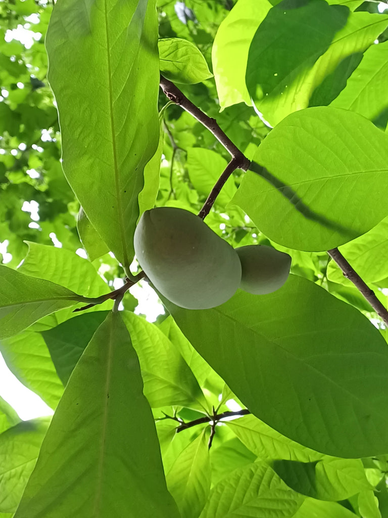 Common Pawpaw (Asimina triloba)