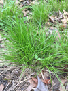 Pennsylvania Sedge (Carex pensylvanica)