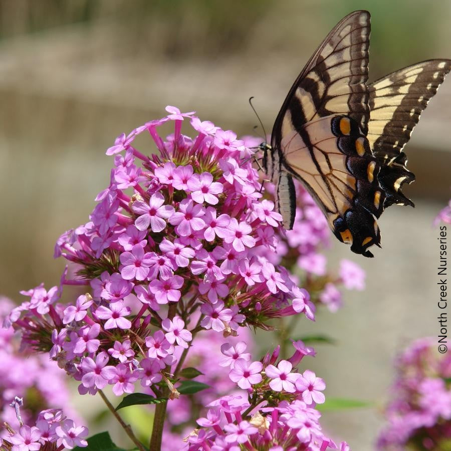 Garden Phlox 'Jeana' (Phlox paniculata 'Jeana')