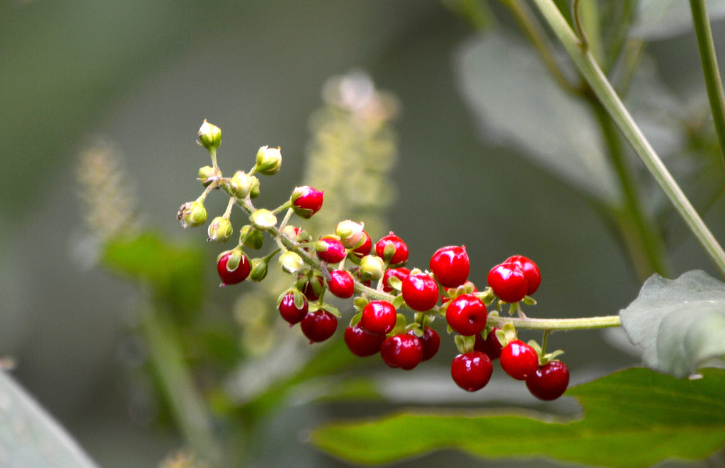 Pigeonberry (Rivina humilis)