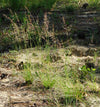 Pineywoods Dropseed (Sporobolus junceus)