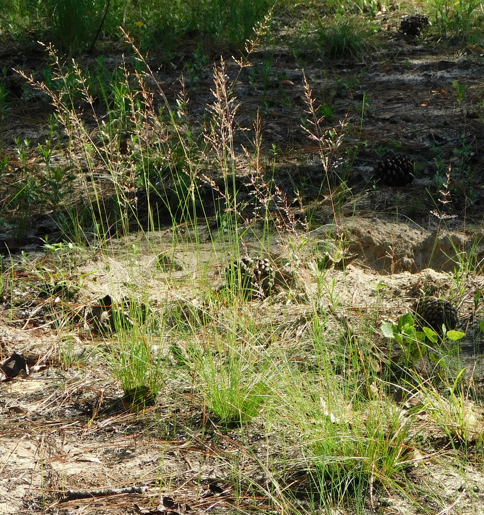 Pineywoods Dropseed (Sporobolus junceus)