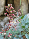 Pink Alumroot (Heuchera rubescens)