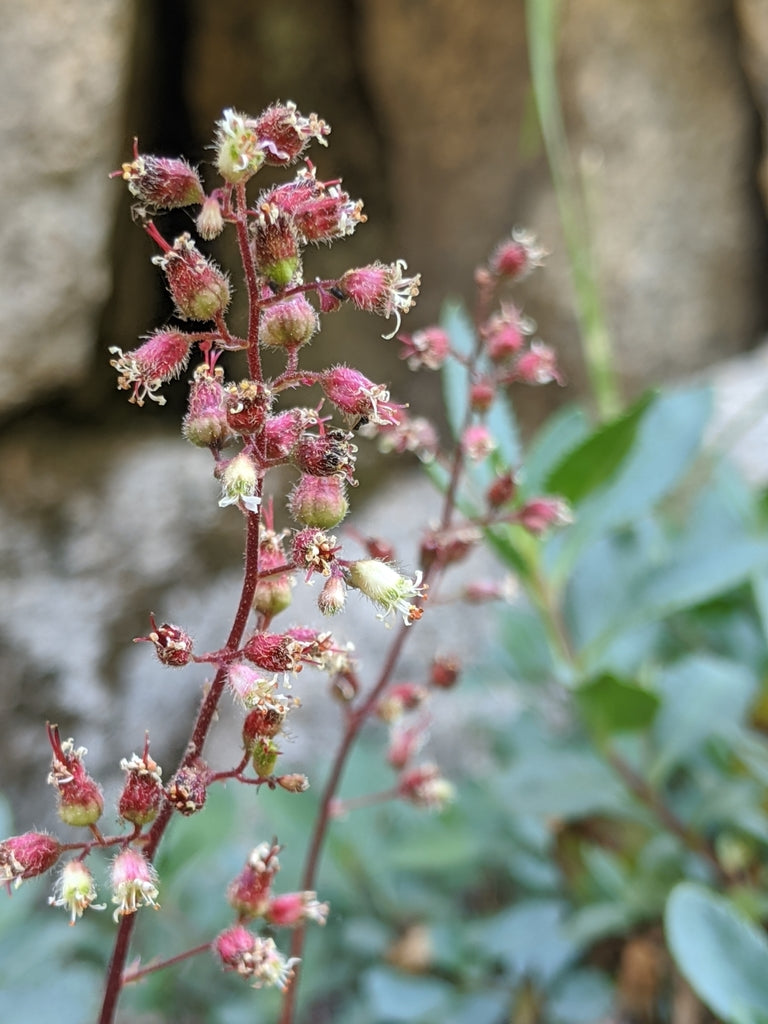 Pink Alumroot (Heuchera rubescens)