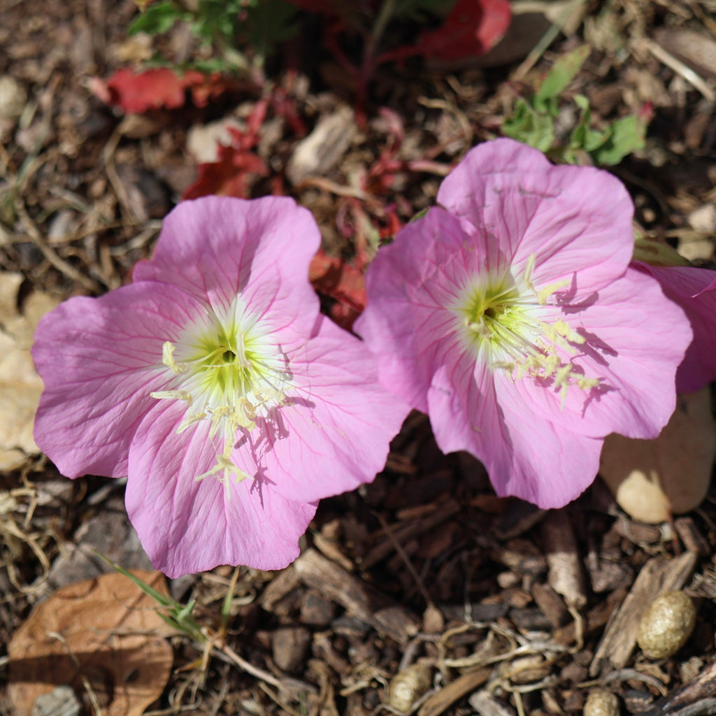 Pink Evening Primrose (Oenothera speciosa)