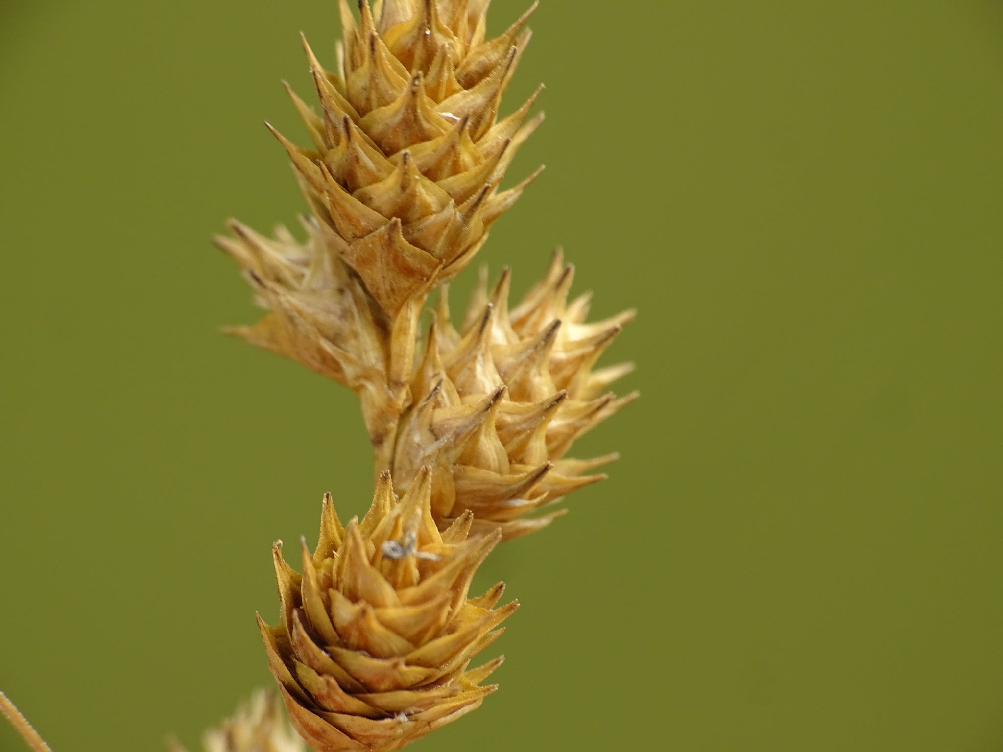Plains Oval Sedge (Carex brevoir)