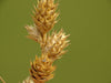 Plains Oval Sedge (Carex brevoir)